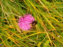 2013-09-08_6Falkenh-Steinfalk (045).JPG